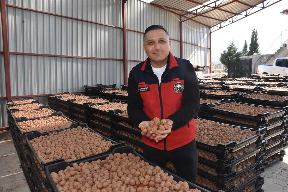 100 bin ağaçtan servet değerinde üretim! Konya ve Antep de sıraya giriyor 10